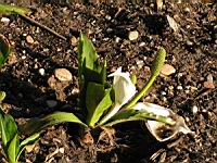 Lysichiton camtschatcensis (fam Aracees) (Japon, Siberie) (4) (Photo F. Mrugala)